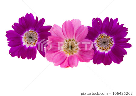 cineraria flower isolated 106425262
