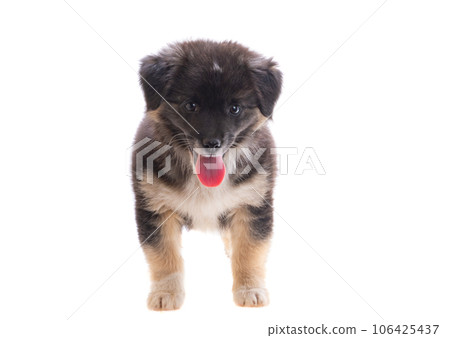 puppy isolated puppy isolated 106425437