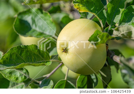 apples on a tree in summer apples on a tree in summer 106425439