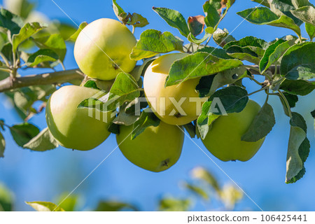 apples on a tree in summer apples on a tree in summer 106425441