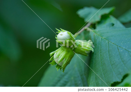 walnut hazel on a tree in summer 106425442