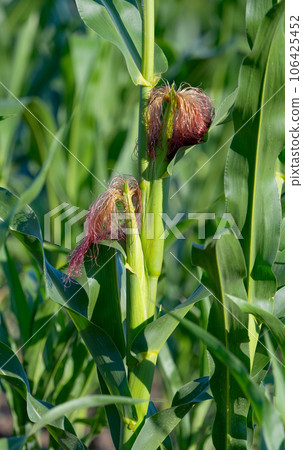 green corn growing in the field 106425452