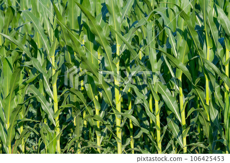 green corn growing in the field 106425453
