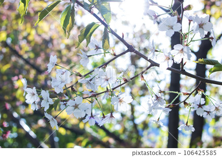 Cherry blossom petals on branches with green leaves 106425585