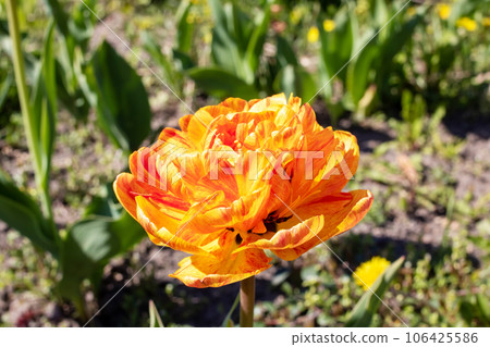 Red lush flowers tulips on the flowerbed Red lush flowers tulips on the flowerbed 106425586
