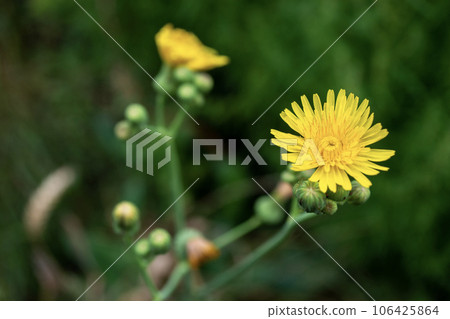 Sow thistle yellow 106425864