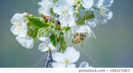 Beautiful cherry landscape. Floral spring abstract background of nature. Branches of blossoming cherry and bee macro with soft focus on blue background. Easter and spring greeting cards. Springtime 106425865