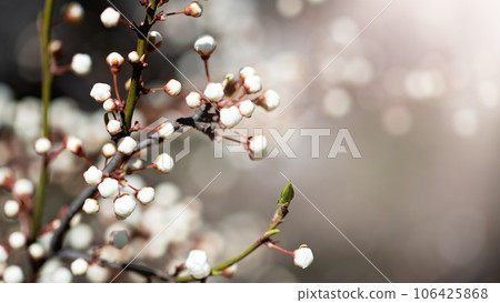 Beautiful apricot flowers landscape. Floral spring abstract background of nature. Branches of blossoming tree with soft focus. Easter and spring greeting cards. Springtime 106425868