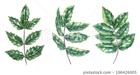 Oregon grape, Mahonia leaf, Holly leaves. Set of shiny green brunches. Watercolor illustration isolated on white background. For Christmas decoration, Xmas cards, New Year greetings 106426005
