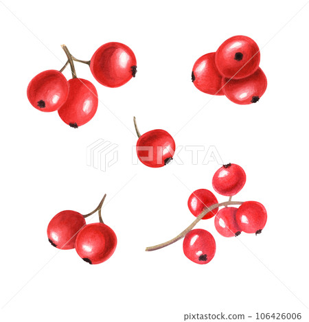 Composition of different bunch of red berries. Fresh juicy cranberries, currants, cowberries, rowan berry, holly berries. Watercolor illustration isolated on white background. For your design 106426006