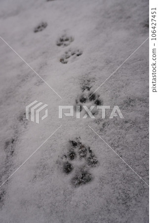 dog footprints walking on snow dog footprints walking on snow 106427451