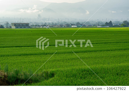 Landscape with a rice field with swollen ears of rice Landscape with a rice field with swollen ears of rice 106427922
