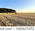 Evening landscape of straw bales on agricultural field. 106427972