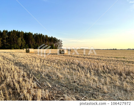 Evening landscape of straw bales on agricultural field. 106427972
