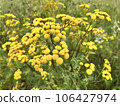 Tansy, known as common tansy, bitter buttons, com bitter, golden buttons, yellow wild flowers 106427974