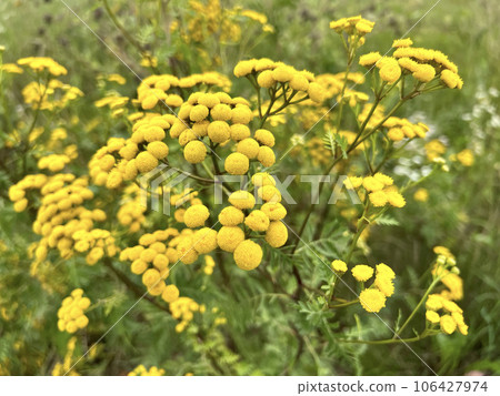 Tansy, known as common tansy, bitter buttons, com bitter, golden buttons, yellow wild flowers 106427974