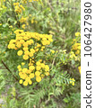 Tansy, known as common tansy, bitter buttons, com bitter, golden buttons, yellow wild flowers 106427980