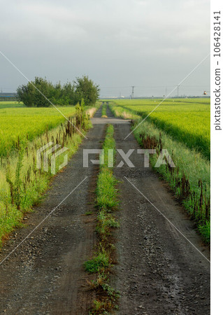 A straight road that runs straight through the rice fields 106428141