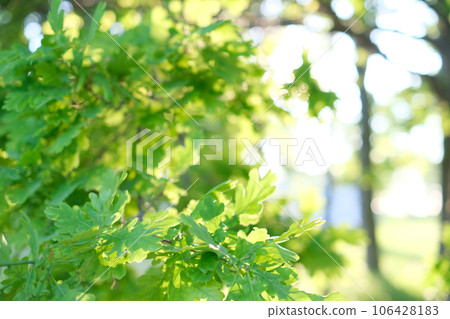 Beautiful natural background, close-up of tree branches against the background 106428183