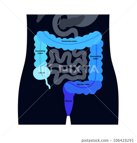 Large intestine anatomy Large intestine anatomy 106428291