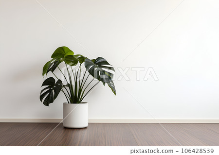 Monstera in a pot on a wooden floor in an empty room with copyspace Monstera in a pot on a wooden floor in an empty room with copyspace 106428539
