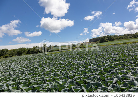 Cabbage fields in Tsumagoi Village, Gunma Prefecture Cabbage fields in Tsumagoi Village, Gunma Prefecture 106428929