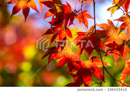 [紅葉素材] 高遠城公園的紅葉[長野縣] 106429418