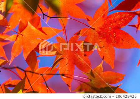 [Autumn leaves material] Autumn leaves of Takato Castle Ruins Park [Nagano Prefecture] 106429423