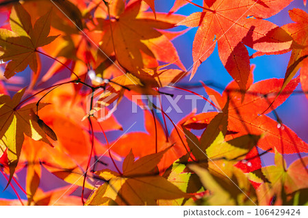 [Autumn leaves material] Autumn leaves of Takato Castle Ruins Park [Nagano Prefecture] 106429424