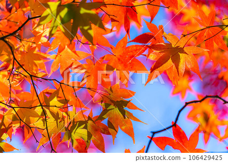 [Autumn leaves material] Autumn leaves of Takato Castle Ruins Park [Nagano Prefecture] 106429425