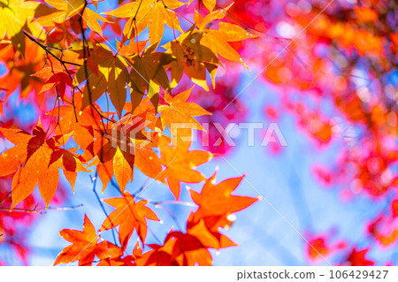 [Autumn leaves material] Autumn leaves of Takato Castle Ruins Park [Nagano Prefecture] 106429427