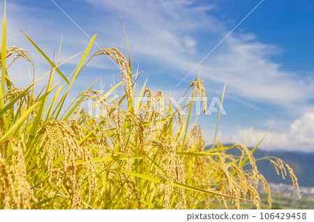 Fruit rice straw and blue sky 106429458