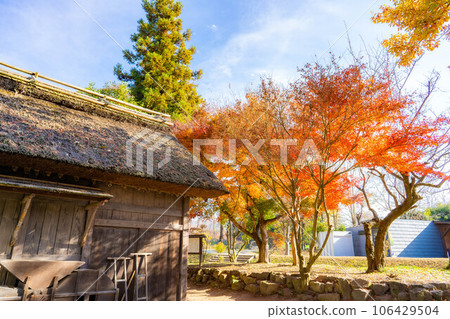 [秋葉素材] 安曇野市大王芥末農場的秋葉【長野縣】 106429504