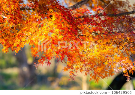 [Autumn leaves material] Autumn leaves of Daio Wasabi Farm in Azumino City [Nagano Prefecture] 106429505