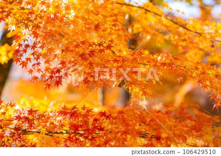 [Autumn leaves material] Autumn leaves of Daio Wasabi Farm in Azumino City [Nagano Prefecture] 106429510