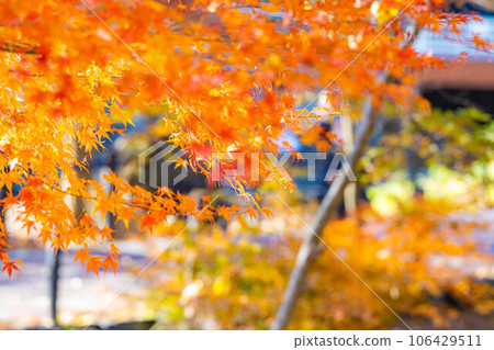 [Autumn leaves material] Autumn leaves of Daio Wasabi Farm in Azumino City [Nagano Prefecture] 106429511