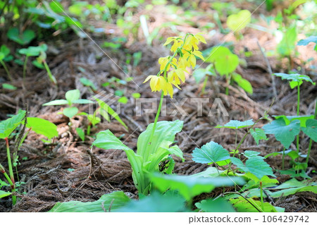 Ebine花 Ebine花 106429742