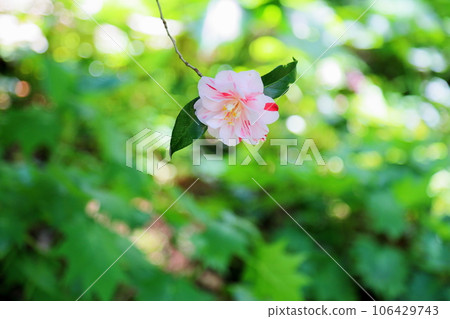 山茶花江戶玫瑰 106429743