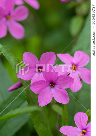 Pink phlox in full bloom Pink phlox in full bloom 106429757