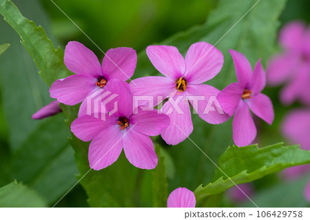 Pink phlox in full bloom 106429758