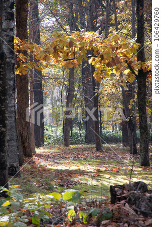 陽光明媚的秋天公園 陽光明媚的秋天公園 106429760