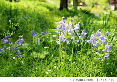 席勒花英國風信子 席勒花英國風信子 106430249