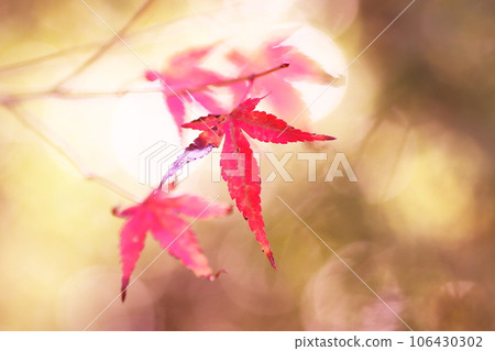 美麗的秋葉 106430302