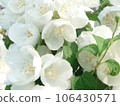 丁香02 106430571