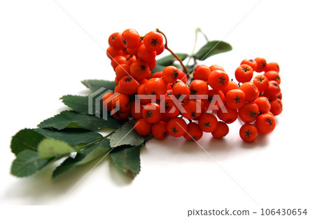 Bunch of mountain ash (lat.- Sorbus aucuparia) Bunch of mountain ash (lat.- Sorbus aucuparia) 106430654