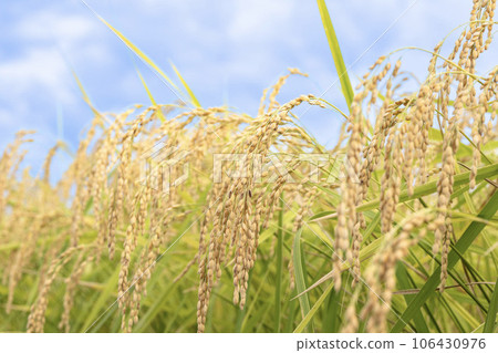 成熟的稻米的圖像 106430976