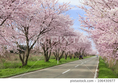 Image of a tree-lined street with cherry blossoms in full bloom on a sunny day Image of a tree-lined street with cherry blossoms in full bloom on a sunny day 106430977