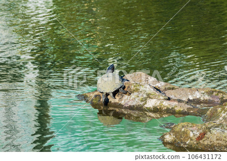 Kyu-Shiba Rikyu Garden in autumn leaves in Minato Ward, Tokyo in late autumn 106431172