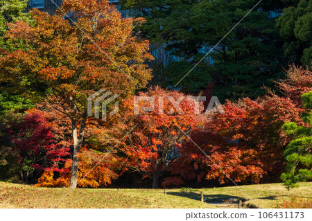 Kyu-Shiba Rikyu Garden in autumn leaves in Minato Ward, Tokyo in late autumn 106431173