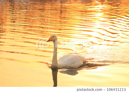 傍晚的天鵝 106431213